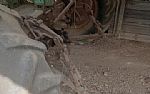 1953 Tractor Thumbnail 5